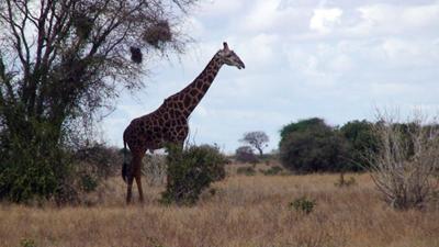 Żyrafa w Kenii Żyrafa w Kenii