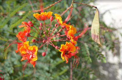 Kwiatki na prezent we Wrocławiu